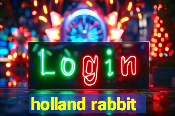 holland rabbit