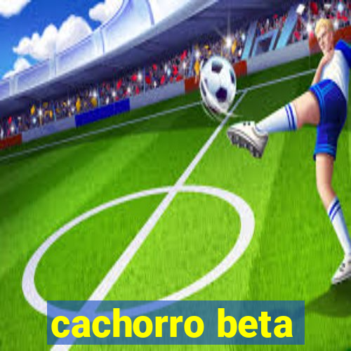 cachorro beta