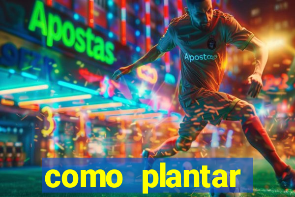 como plantar gergelim no vaso