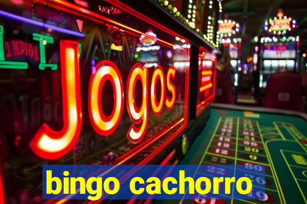 bingo cachorro