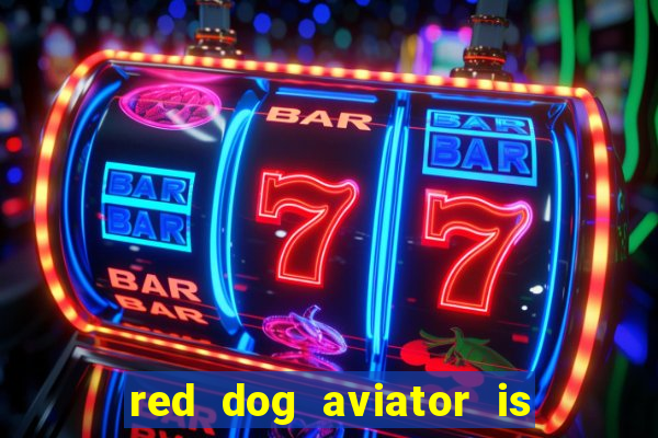 red dog aviator is real or fake