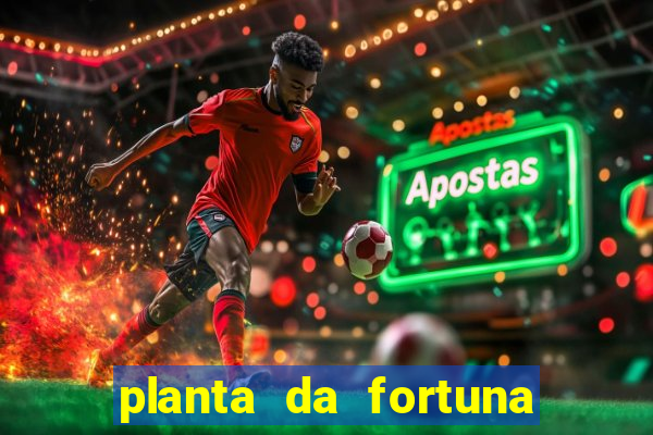 planta da fortuna e felicidade