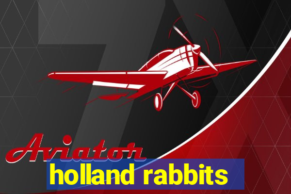 holland rabbits