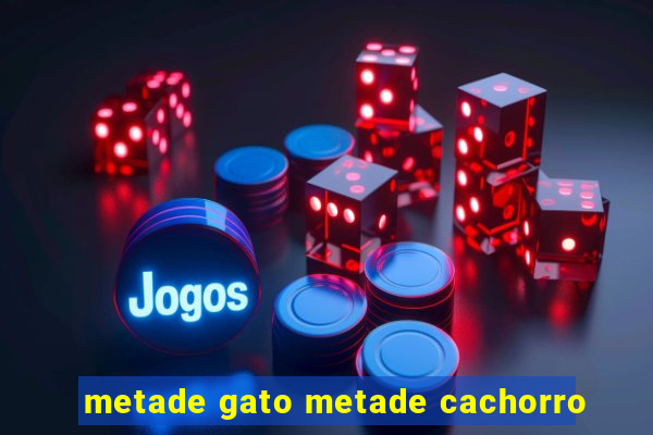 metade gato metade cachorro