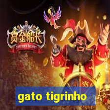 gato tigrinho