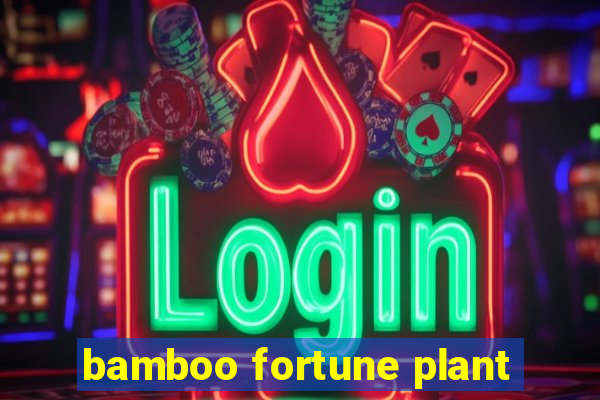 bamboo fortune plant