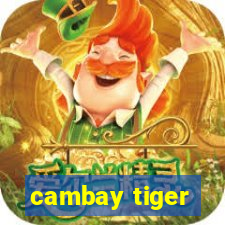 cambay tiger